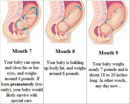 9 months pregnancy development